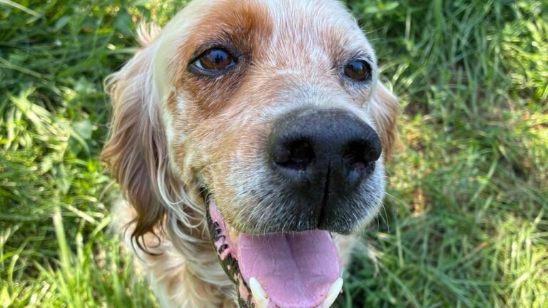 Una giornata all’Oasi Muso, il rifugio voluto da Claudio Antonioli dove i cani ritrovano la felicità